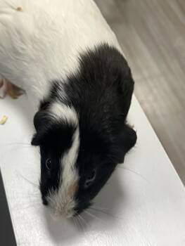 Rescue Guinea Pig Guinea Pigs for Adoption in South Elgin, Illinois - Luci & Nibbler | PetCurious